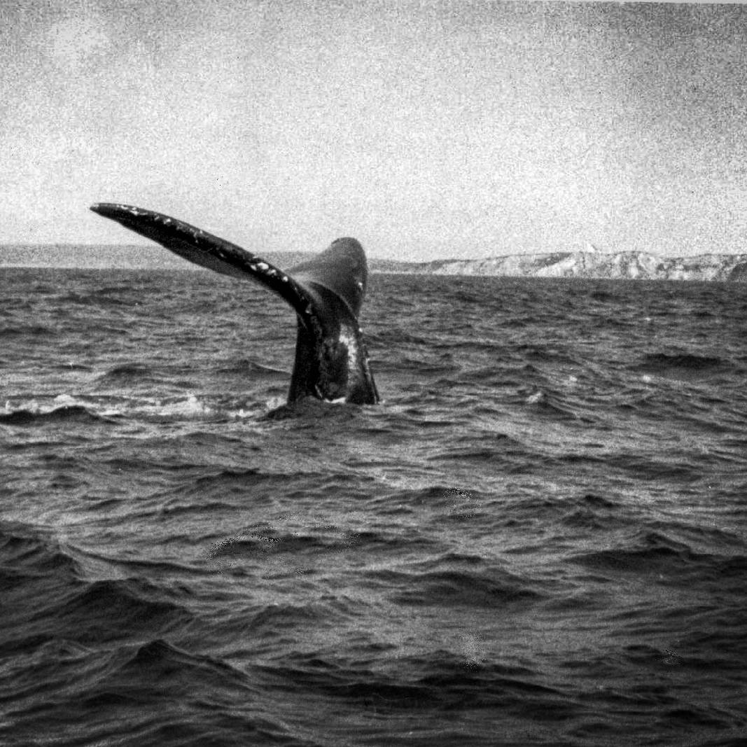 A whale’s tail rising above the ocean